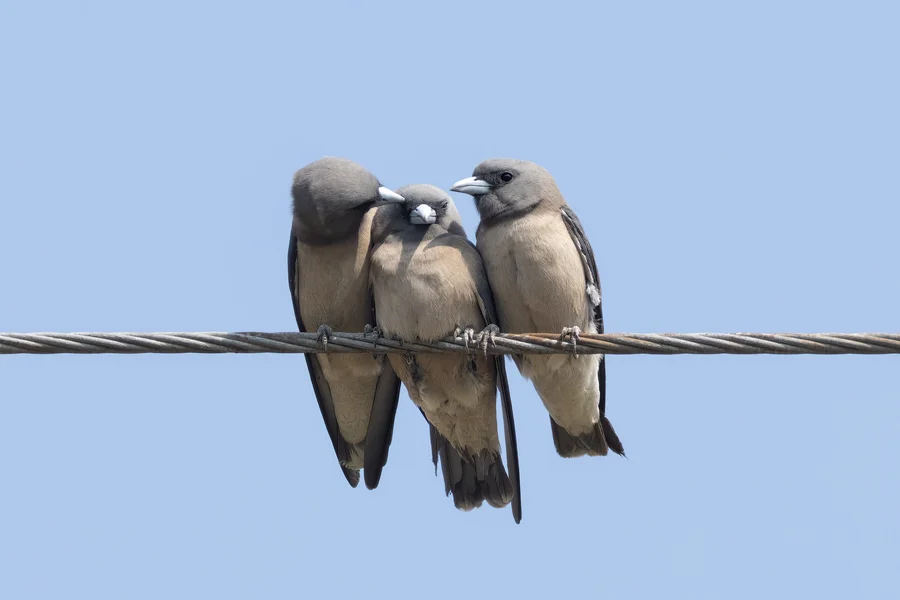 Ashy woodswallow