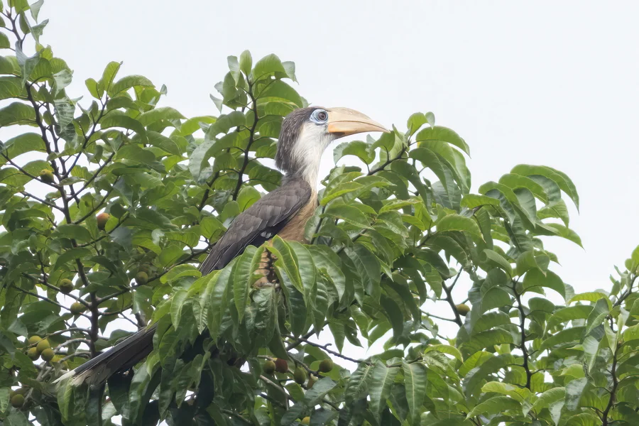 Austen's brown hornbill