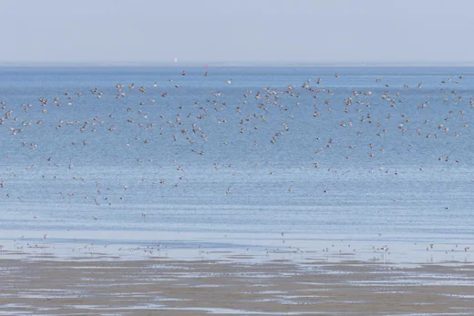 Mostly Bar-tailed Godwits