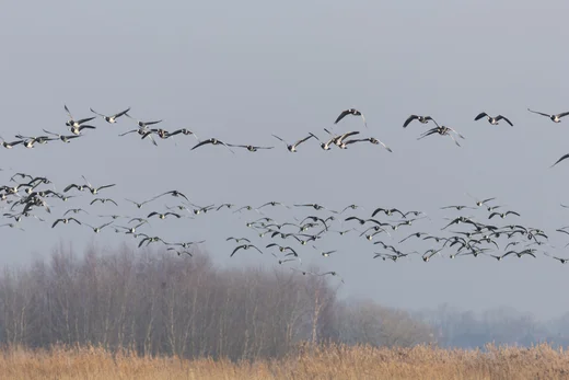 Barnacle Geese