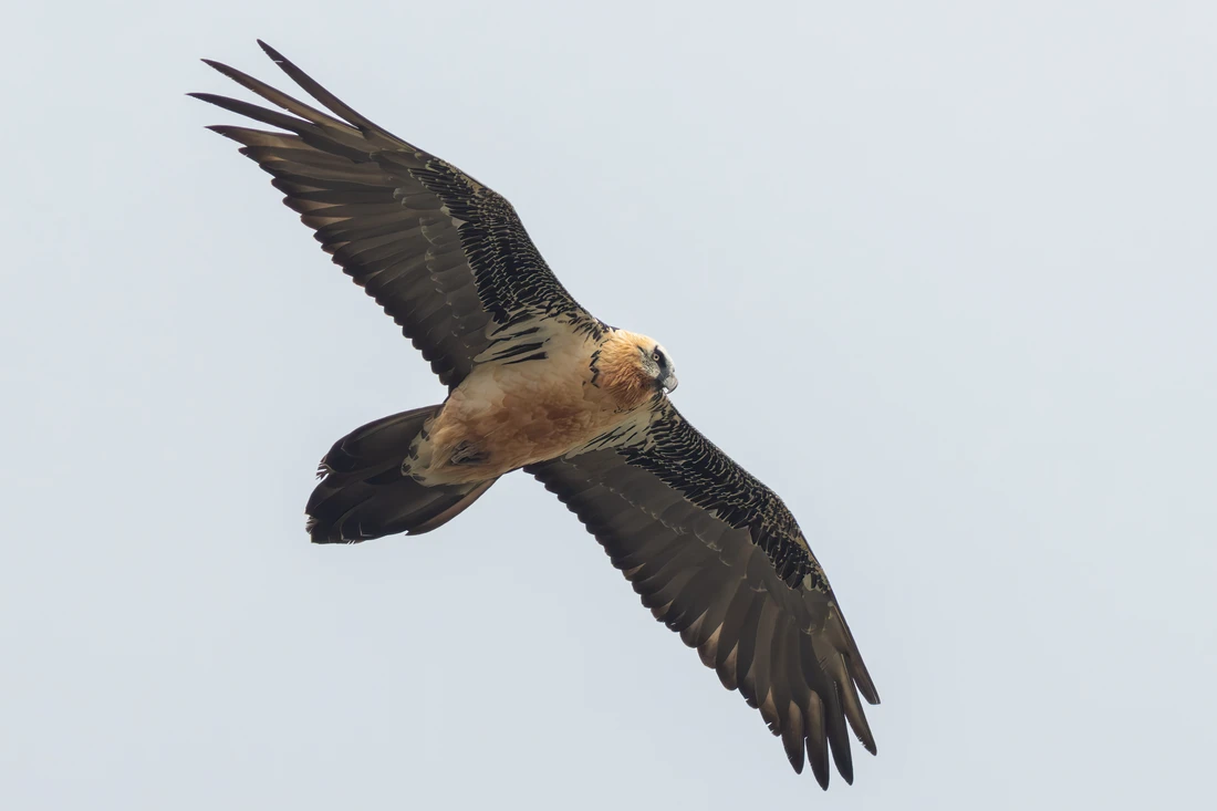Bearded vulture