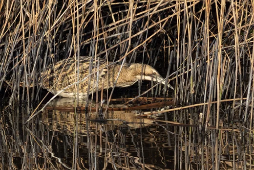 Eurasian Bittern