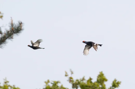 Black Grouse (males)