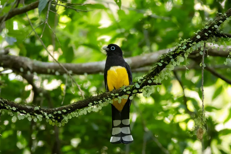 Black-headed trogon