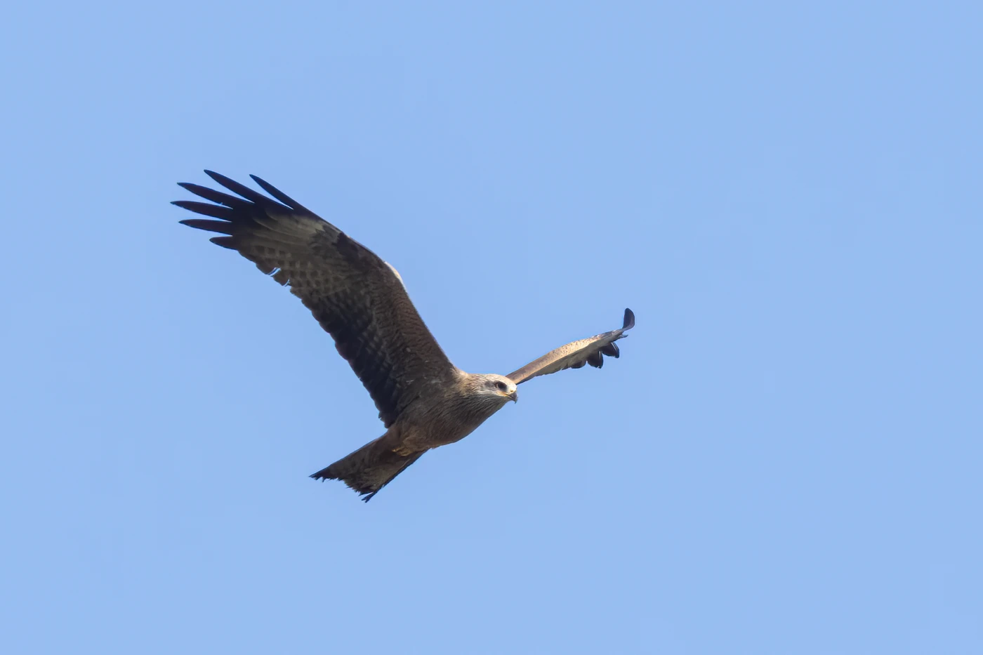 Lauwersmeer