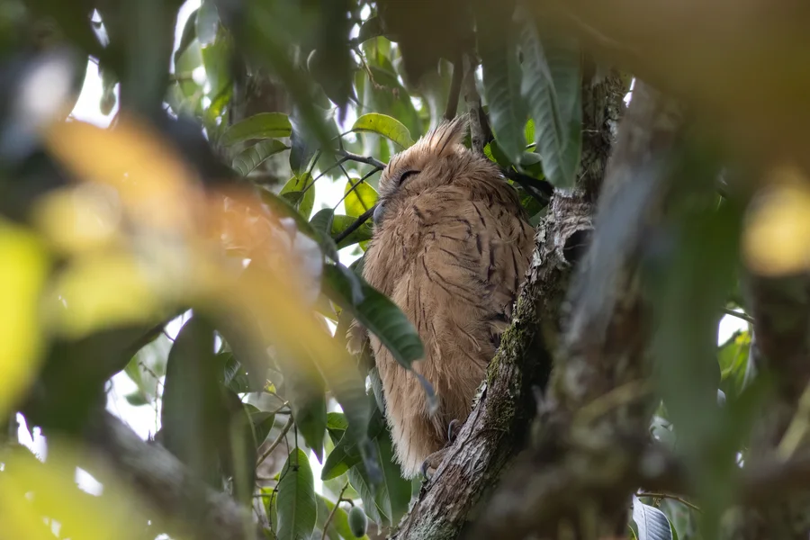Buffy fish owl