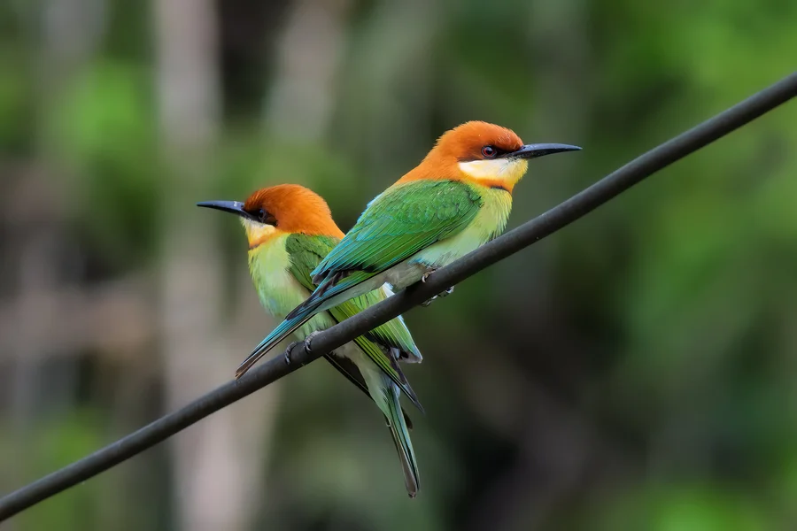 Chestnut-headed bee-eater