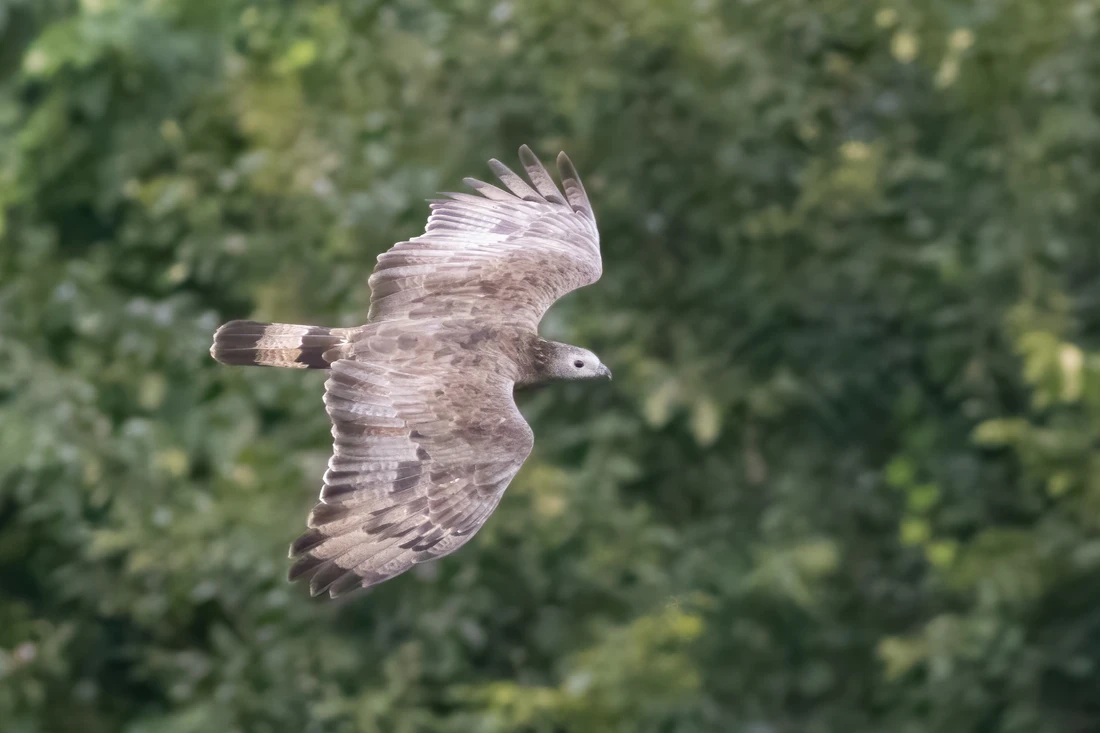 Crested Honey Buzzard