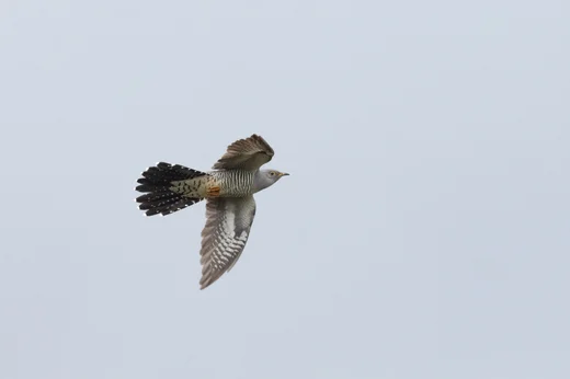 Cuckoo