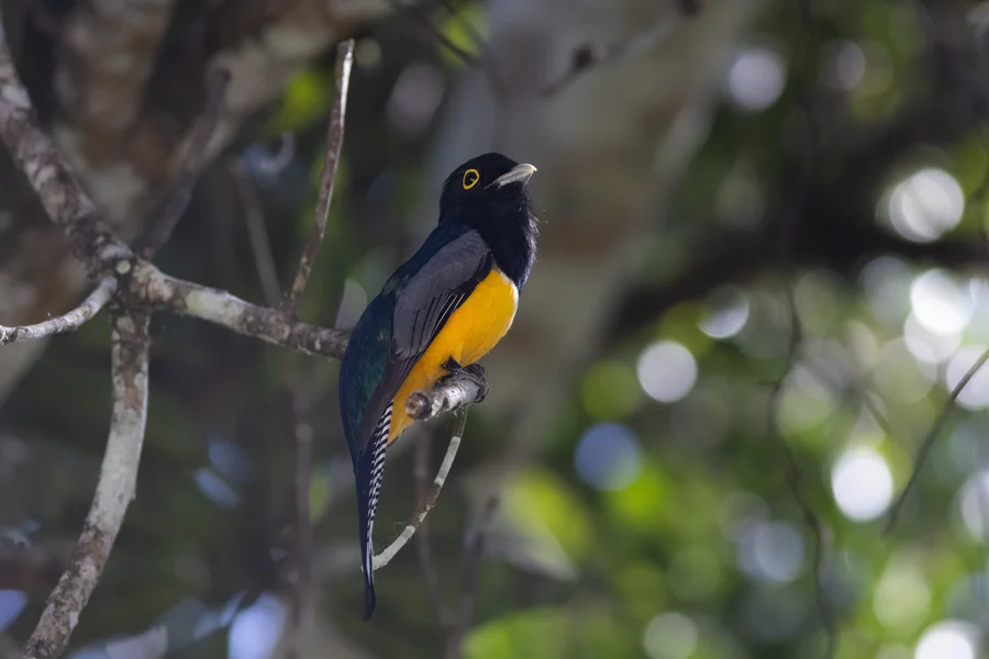 Gartered trogon