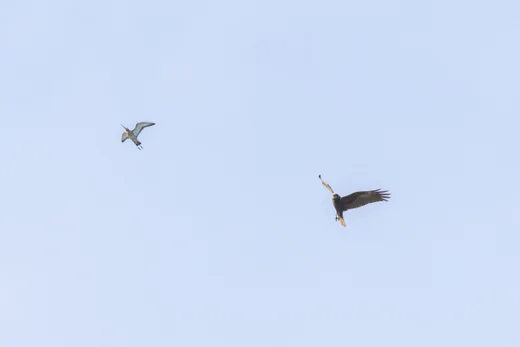 Black-tailed Godwit & Marsh Harrier