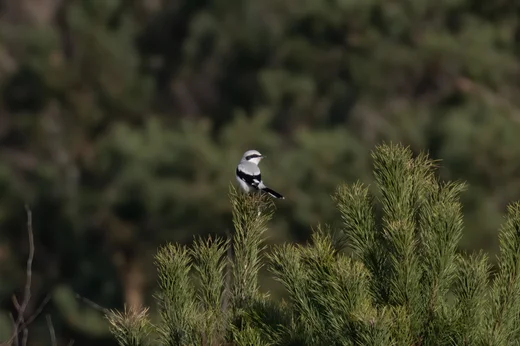 Great Grey Shrike