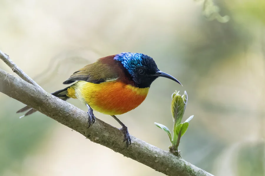 Green-tailed sunbird