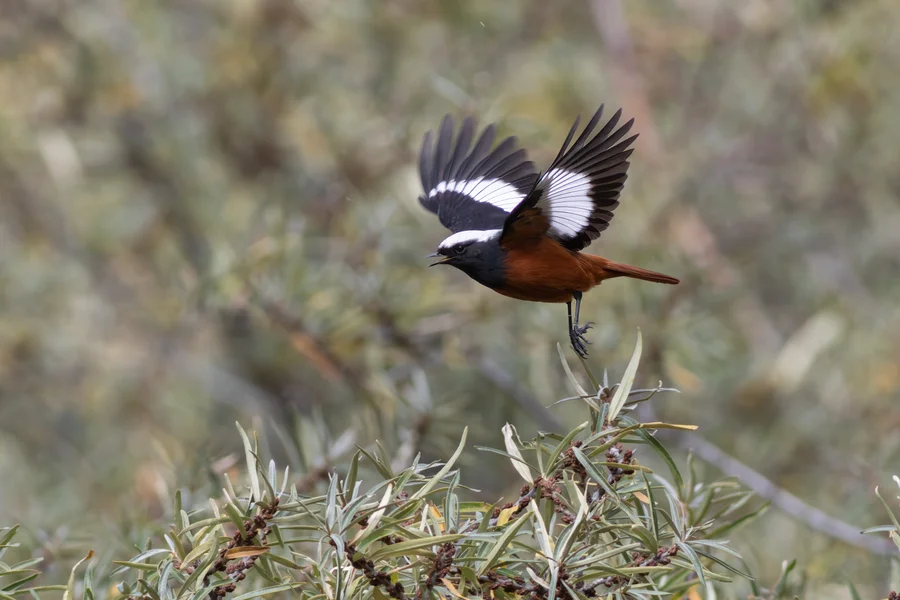 Güldenstädt's redstart (adult male)