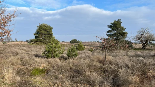 Heather and pines on the Sallandse Heuvelrug