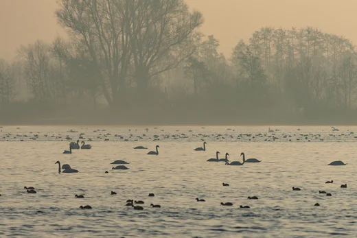 Swans, coots and ducks in the morning mist