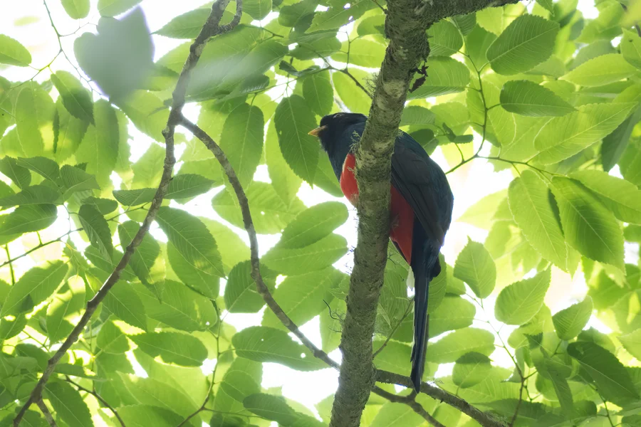 Mountain trogon