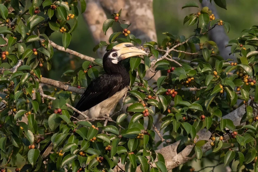Oriental pied hornbill