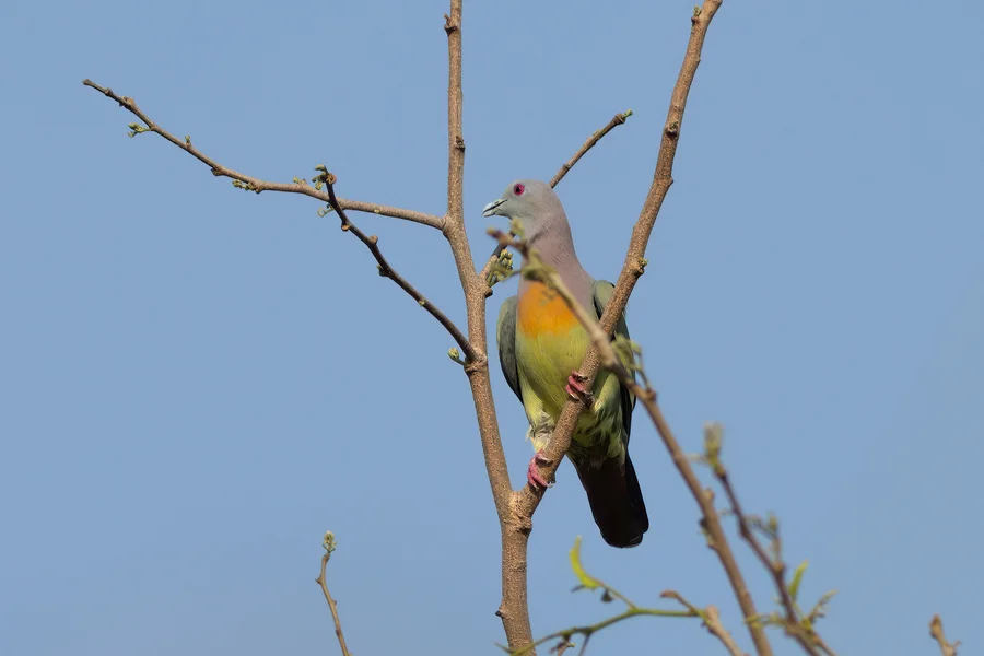 Pink-necked green pigeon