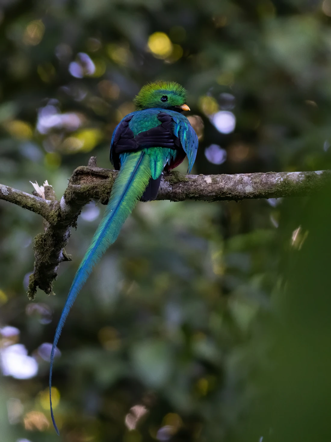 Resplendent quetzal