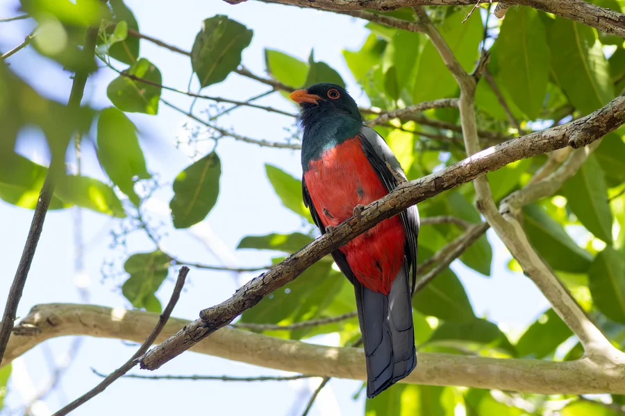 Slaty-tailed trogon
