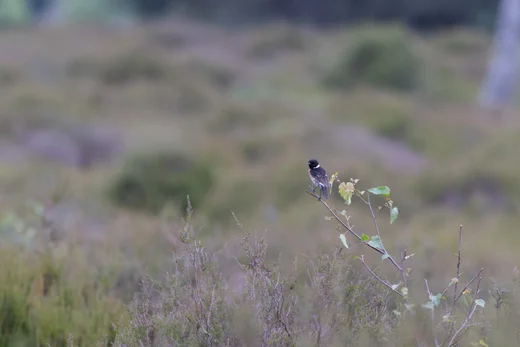 Stonechat