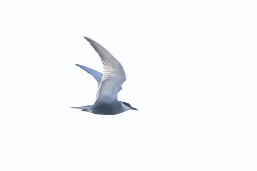 Whiskered Tern