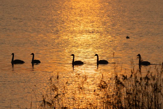 Whooper Swans