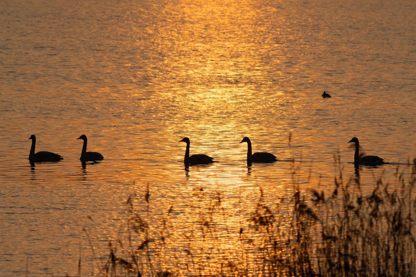 Veluwemeer