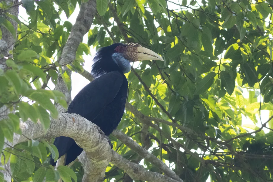 Wreathed hornbill